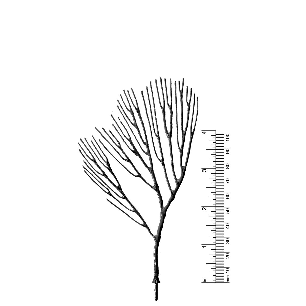 4-3/4&quot; DECIDUOUS TREE