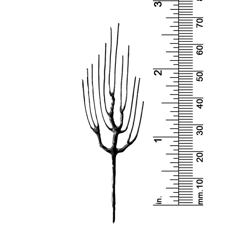 2-1/2&quot; DECIDUOUS TREE