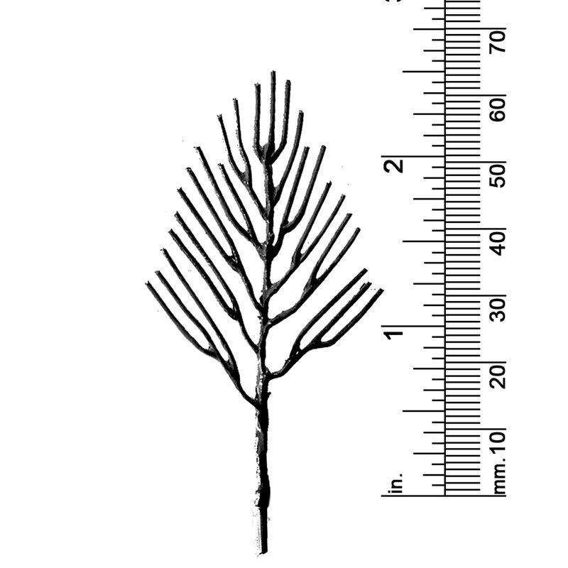 2-1/2&quot; DECIDUOUS TREE
