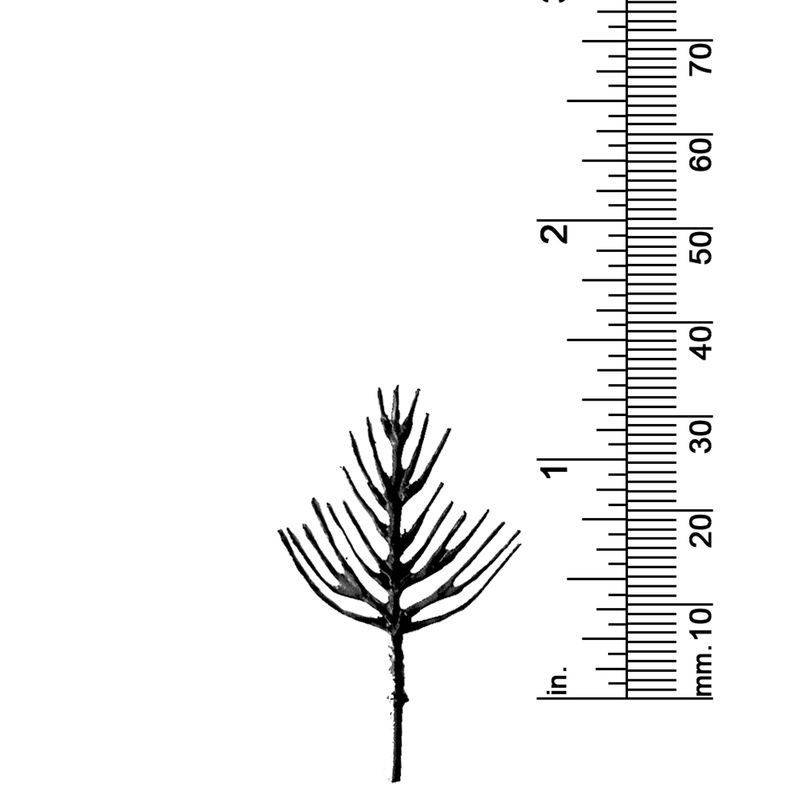 1-1/4&quot; DECIDUOUS TREE
