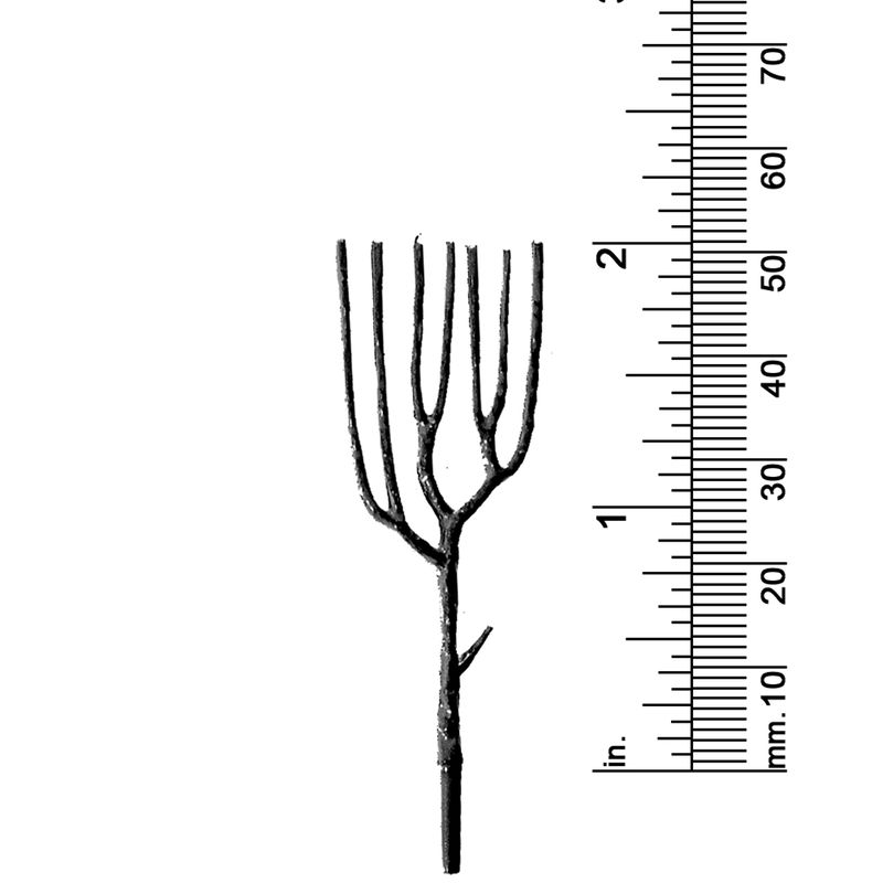 2&quot; DECIDUOUS TREE