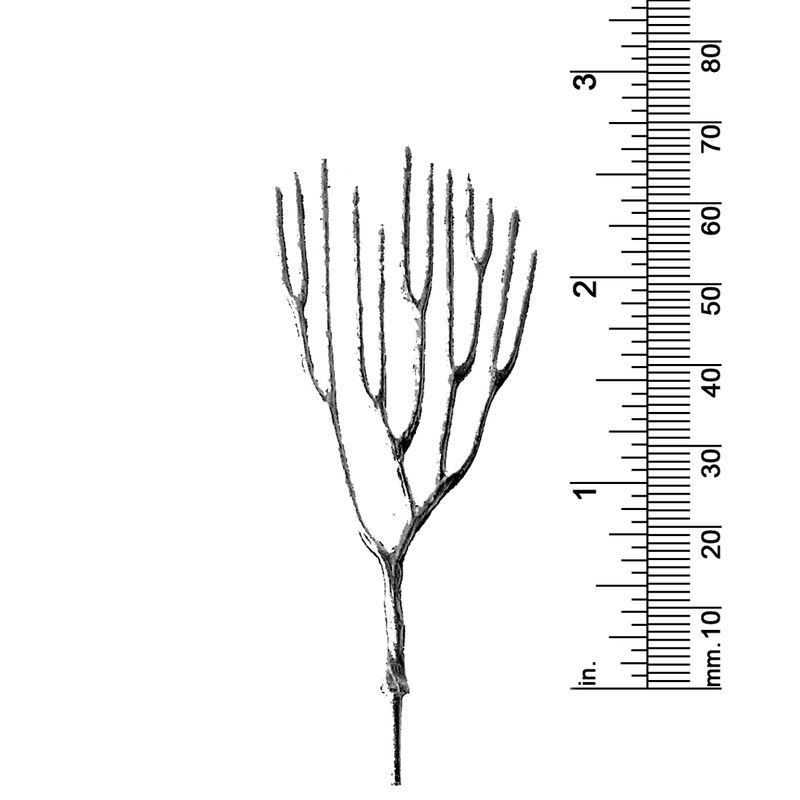 2-5/8&quot; DECIDUOUS TREE