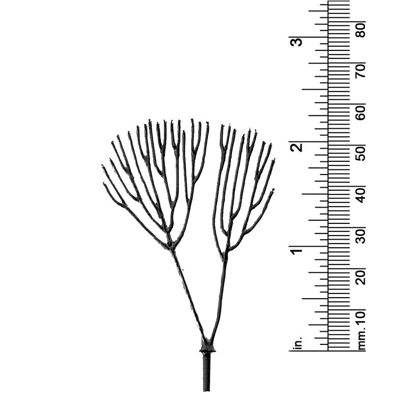 2-1/4&quot; TWIN TRUNK,DECIDUOUS TREE