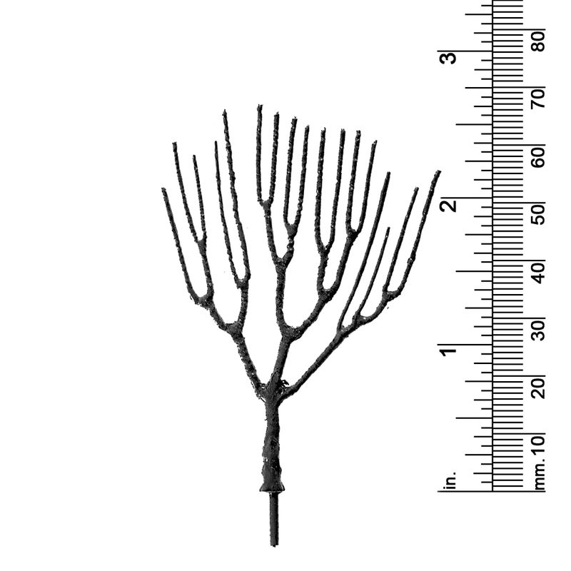2-3/4&quot; DECIDUOUS TREE