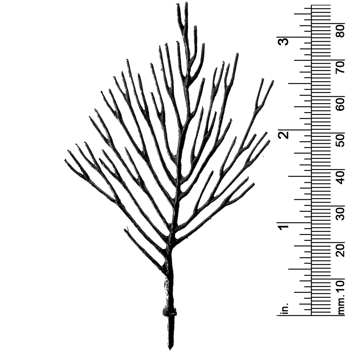 3-1/4&quot; DECIDUOUS TREE