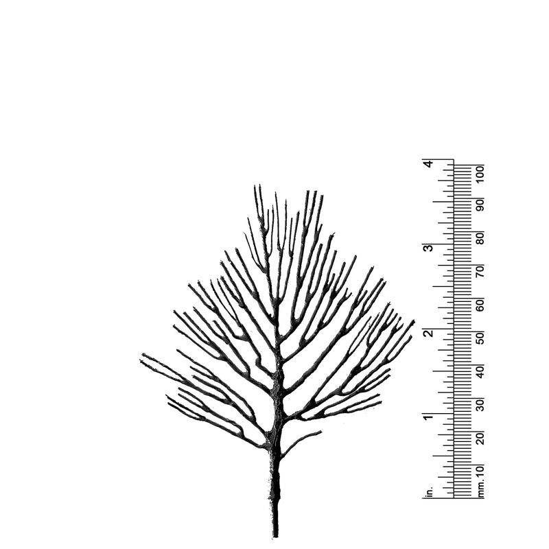 3-5/8&quot; DECIDUOUS TREE