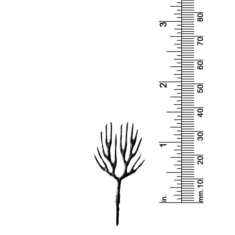 1-3/8&quot; DECIDUOUS TREE