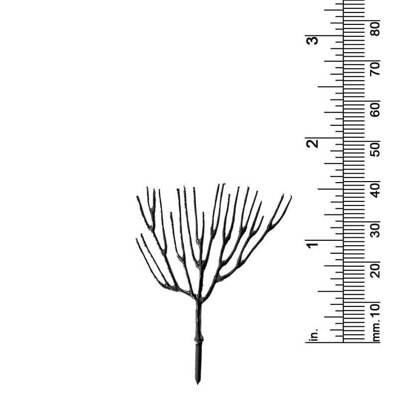 1-5/8&quot; DECIDUOUS TREE