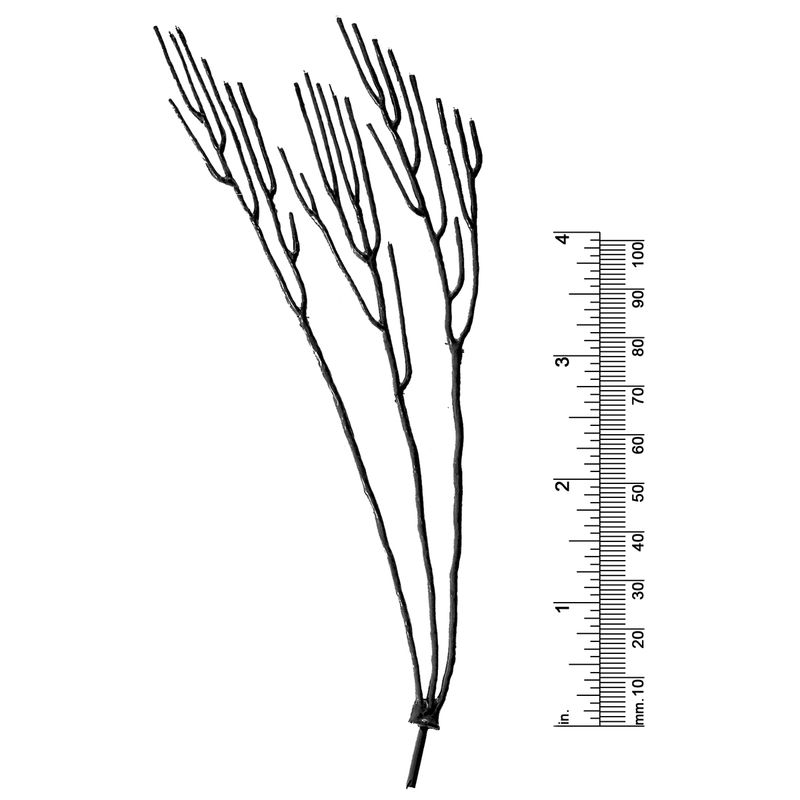 6&quot; TRIPLE TRUNK, DECIDUOUS