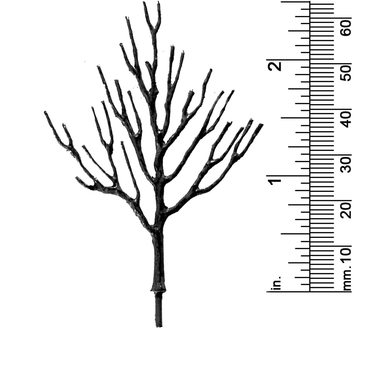2-1/2&quot; DECIDUOUS TREE