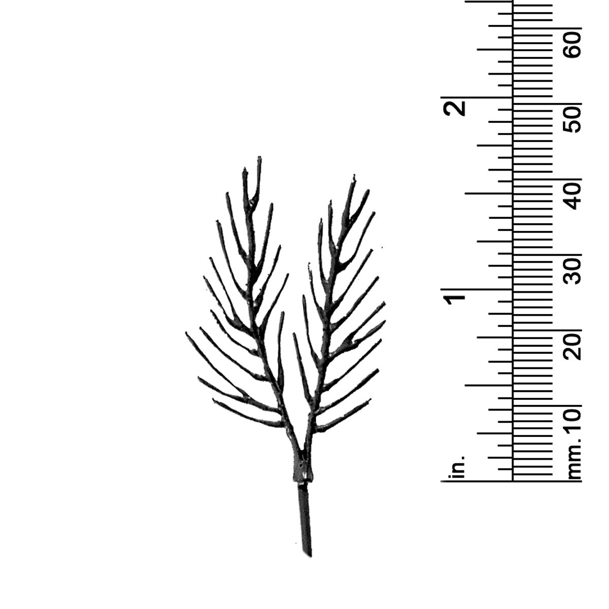 1-5/8&quot; DECIDUOUS TREE