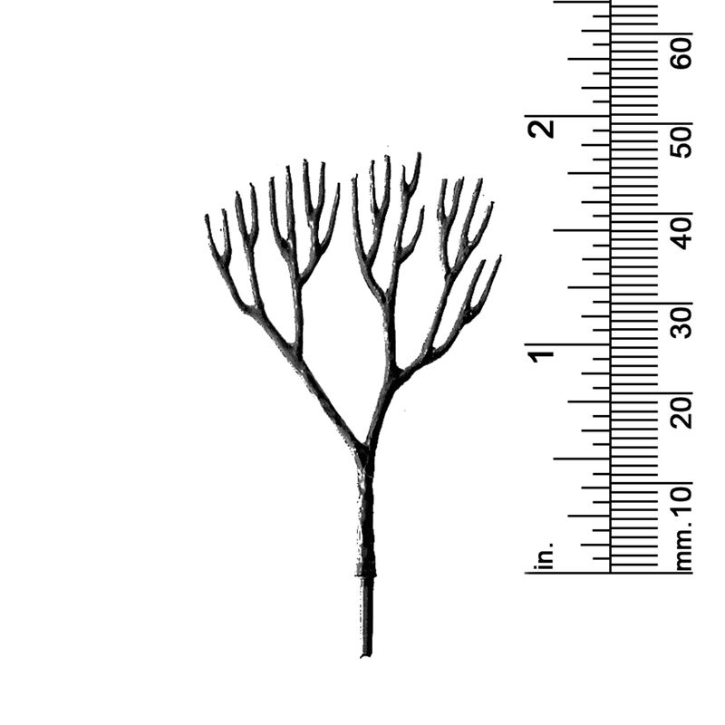 1-7/8&quot; DECIDUOUS TREE