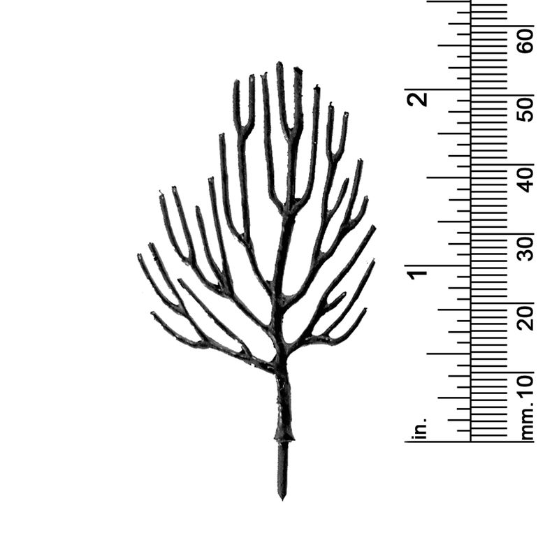 2-3/8&quot; DECIDUOUS TREE