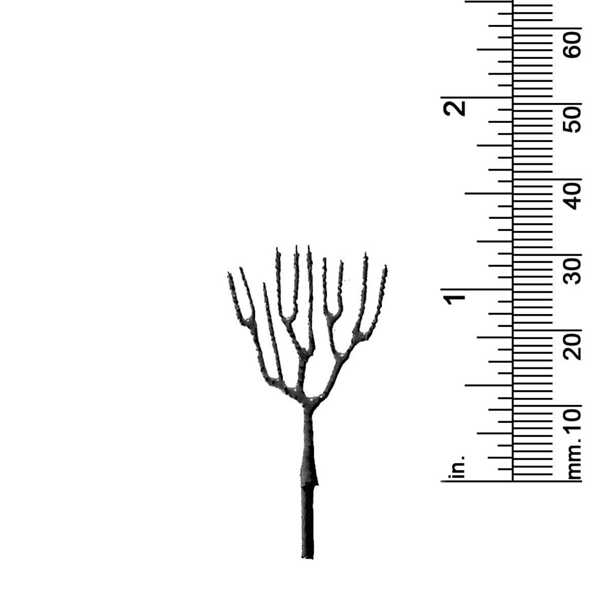 1-1/4&quot; DECIDUOUS TREE