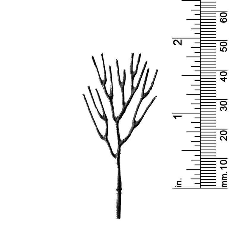 1-7/8&quot; DECIDUOUS TREE