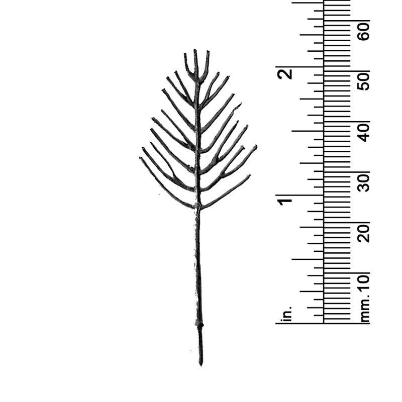2-1/8&quot; POPLAR TYPE TREE
