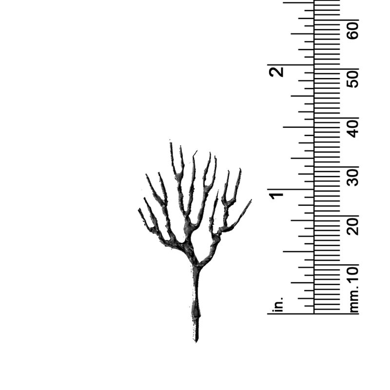 1-1/4&quot; DECIDUOUS TREE