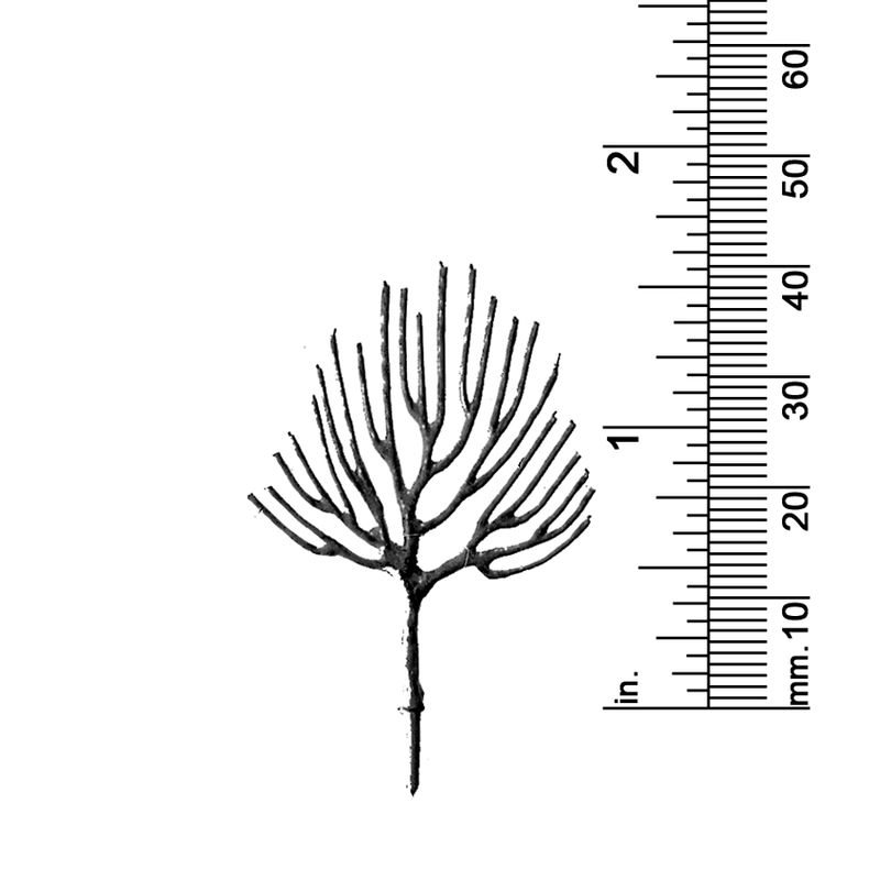 1-5/8&quot; DECIDUOUS TREE