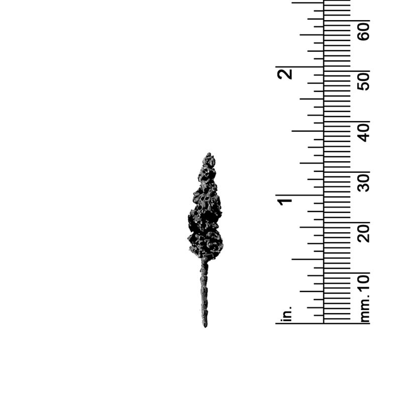 1-5/16&quot; LOMBARDY PINE