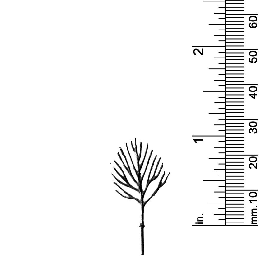 1-1/4&quot; DECIDUOUS TREE