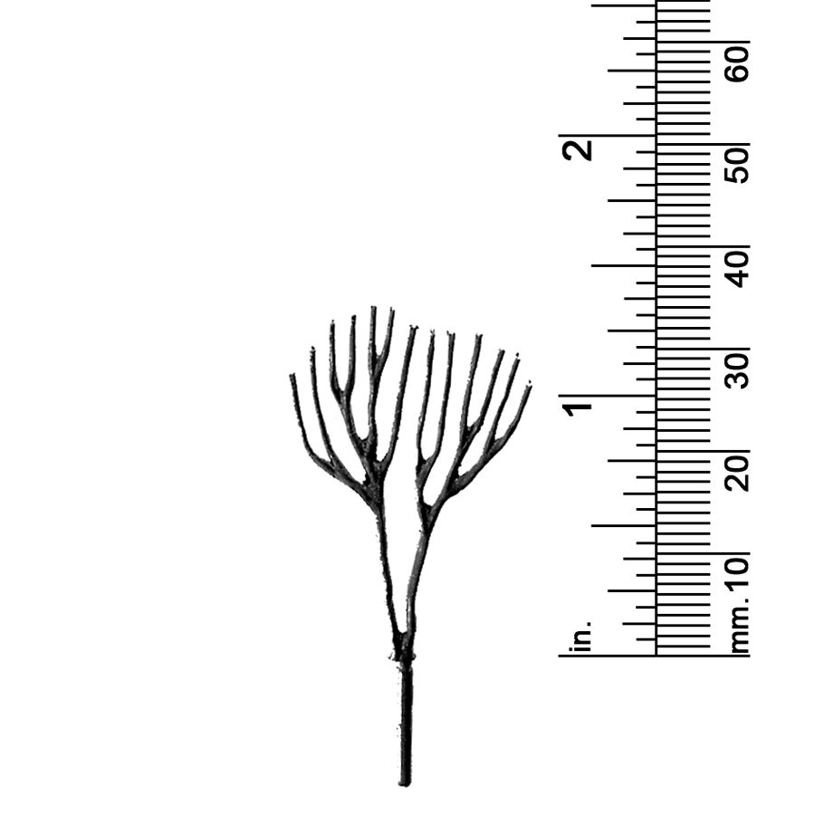 1-1/4&quot; DECIDUOUS TREE, TWIN TRUNKS