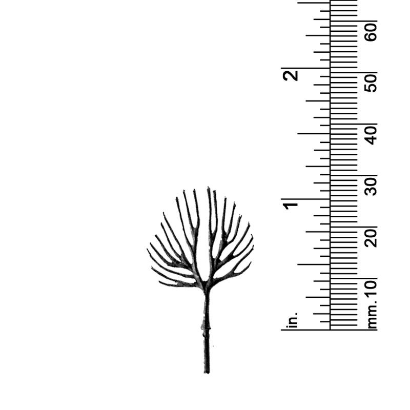 1-1/8&quot; DECIDUOUS TREE, TWIN TRUNKS