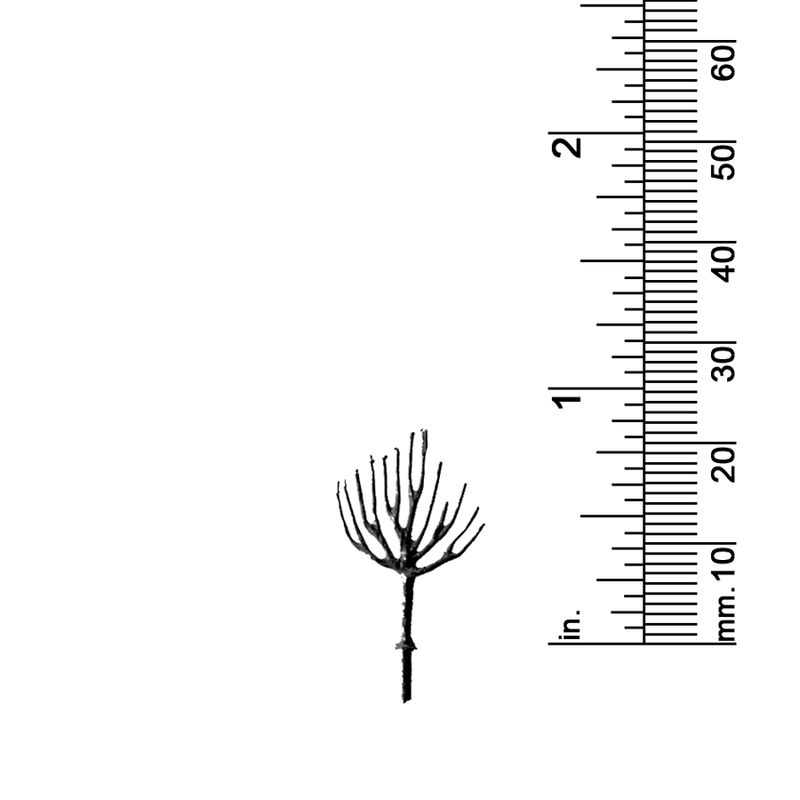 7/8&quot; DECIDUOUS TREE