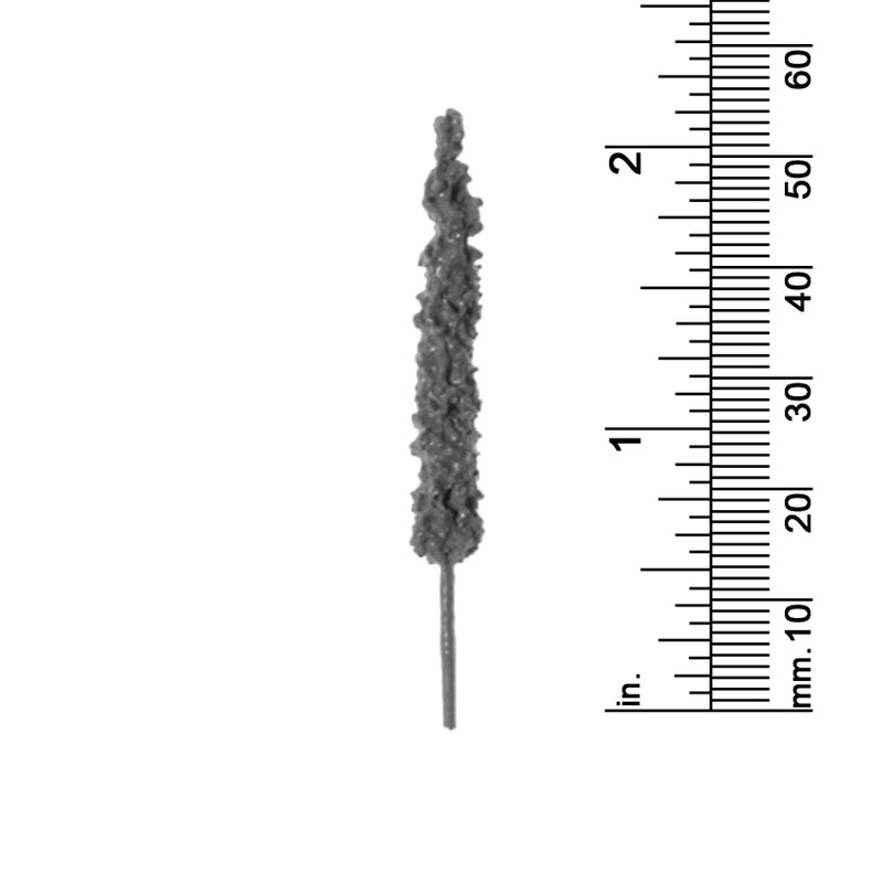 2-1/4&quot;  LOMBARDY PINE (WITH STEM)