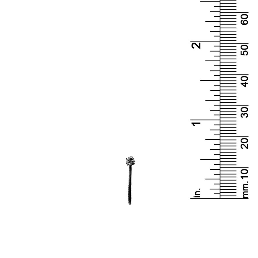 9/16&quot; PALM TREE