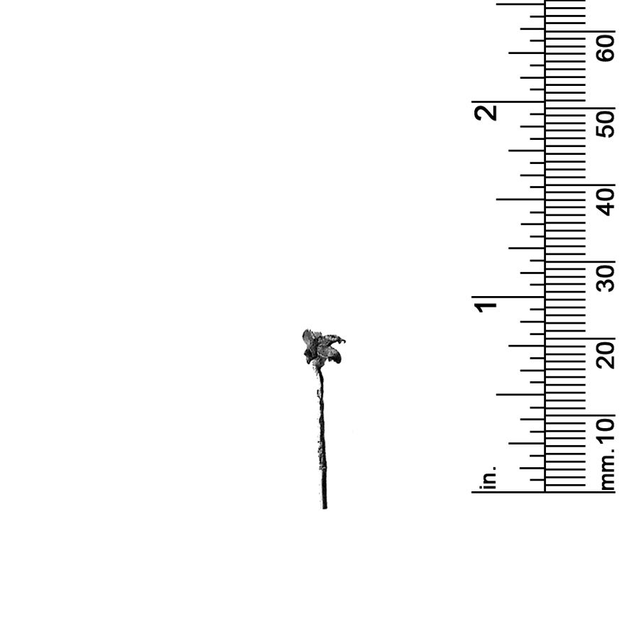 7/8&quot; PALM TREE