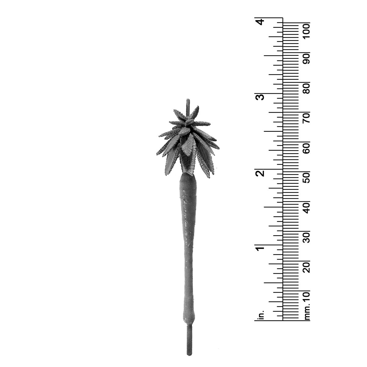 3&quot; ROYAL PALM TREE