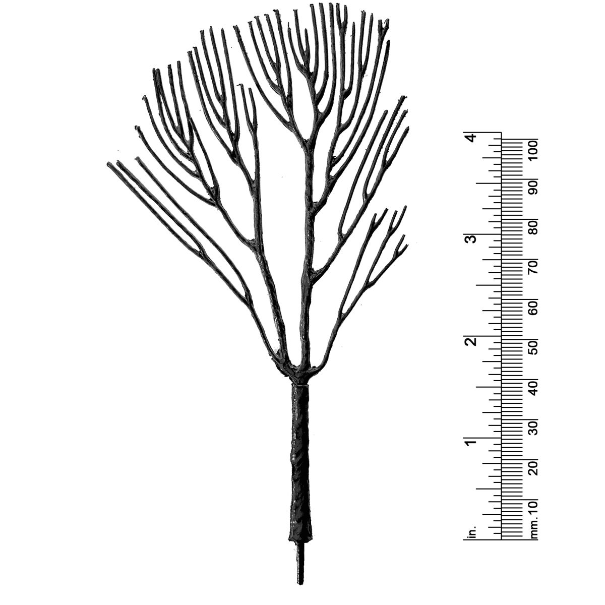 5-1/2&quot; DECIDUOUS TREE