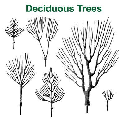 Deciduous Trees