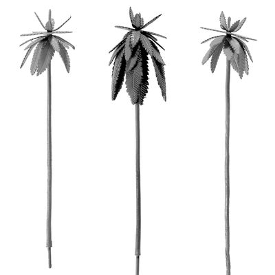 5 Inch and Larger Palm Trees