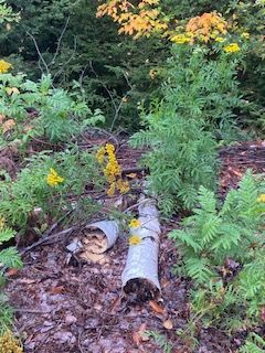 Reading the Landscape: An Interpretive Nature Walk