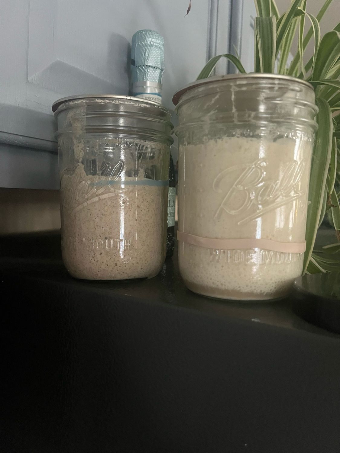 Sourdough Starter (Dark Rye Or All Purpose)