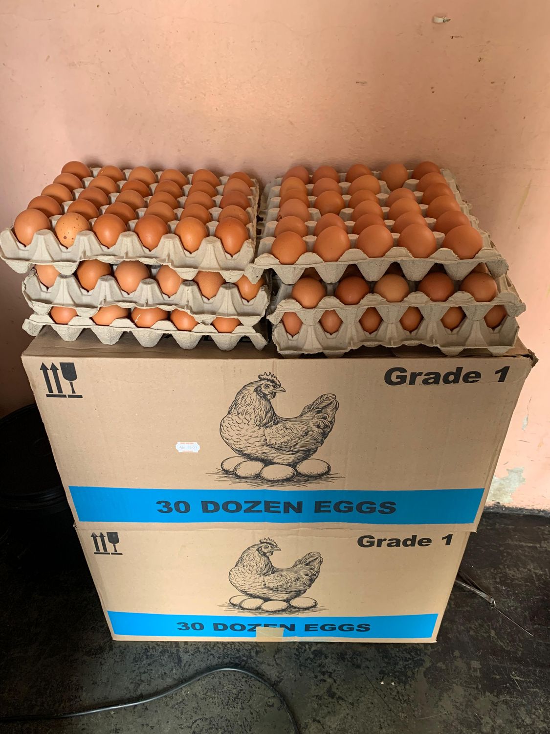 X-LARGE 360 EGGS