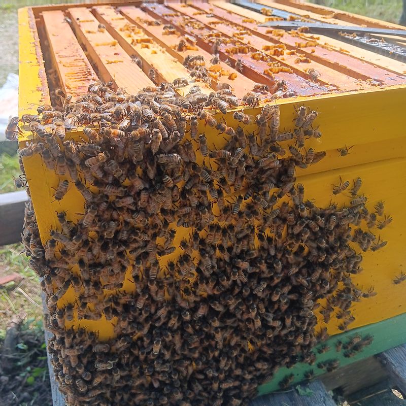 10-Frame NUCs | Deposit Only