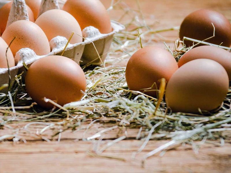 Eggs Eggs