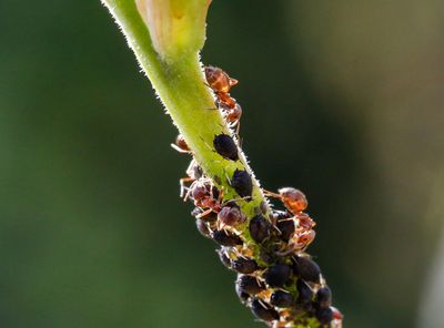 Insektycydy