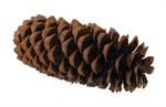 Large Sugar Pine Cone