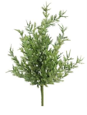 15" Common Juniper Bush