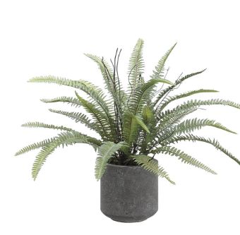 16&quot; Sword Fern In Cement