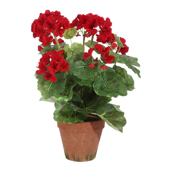 Potted Red Geranium