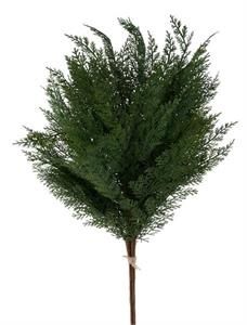 Arborvitae Bundle 33"