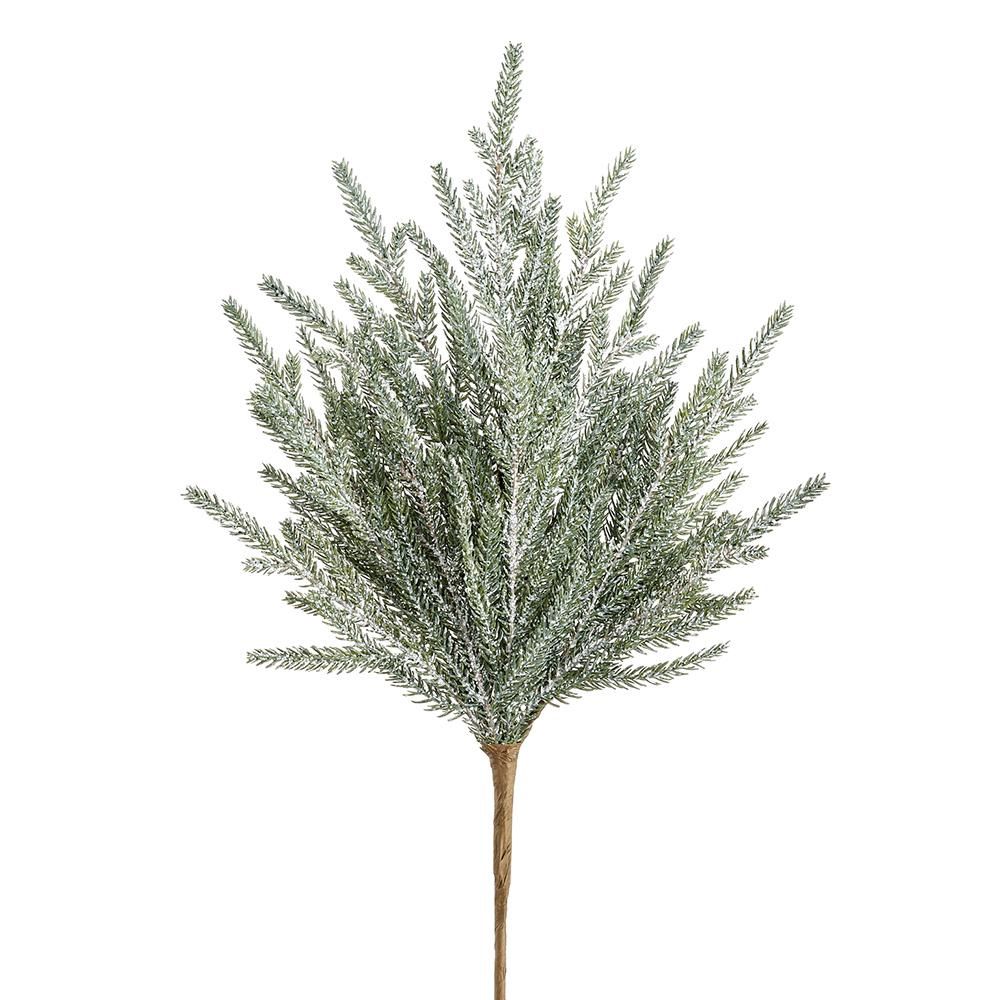 SN Cypress Spray