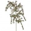 Bonzai Pine Hang. Spray
