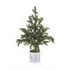 Potted  Norway Spruce Tree 36"