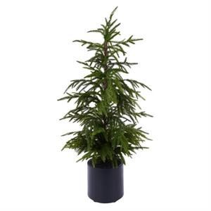 Norfolk Pine Tree 35"