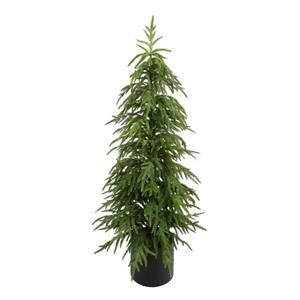 Norfolk Pine Tree 47"